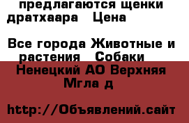 предлагаются щенки дратхаара › Цена ­ 20 000 - Все города Животные и растения » Собаки   . Ненецкий АО,Верхняя Мгла д.